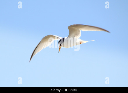 Fraticello (Sternula albifrons) in volo contro un cielo blu Foto Stock