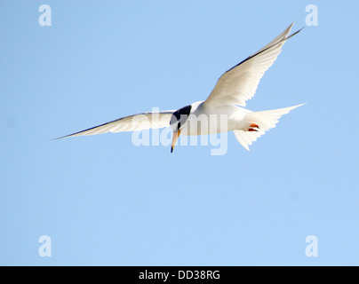 Fraticello (Sternula albifrons) in volo contro un cielo blu Foto Stock