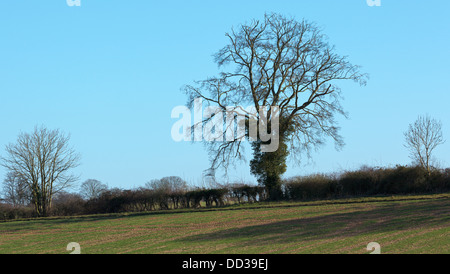 Lone sfrondato faggio in una fattoria hedge sotto una molla blu cielo Foto Stock