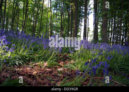 Bluebell boschi a Coton Manor giardini nel Northamptonshire Foto Stock