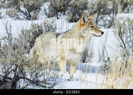 Coyote caccia in inverno. Foto Stock