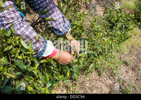 I lavoratori di sesso femminile sono attenti a prelevare il tè nel giardino del tè Foto Stock