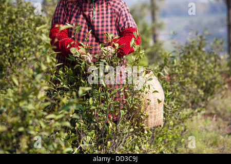 I lavoratori di sesso femminile sono attenti a prelevare il tè nel giardino del tè Foto Stock