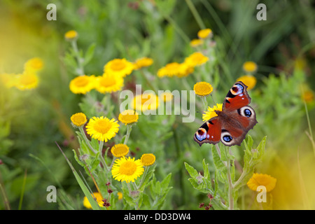 Farfalla pavone Inachis io su fiori fleabane Foto Stock