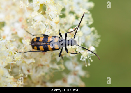 Quattro nastrare Longhorn Beetle; Leptura quadrifiasciata; estate; Regno Unito Foto Stock