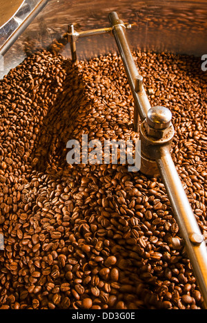 I chicchi di caffè il raffreddamento dopo la tostatura, prima del confezionamento per Foto Stock