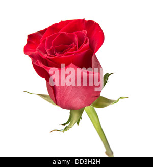 Chiusura del singolo red rose isolato su bianco Foto Stock
