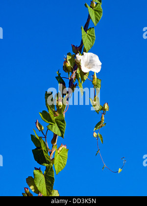 Campo Centinodia / Convolvolus arvense weed arrampicata cavo in acciaio - Francia. Foto Stock