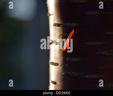 Corteccia sul tronco di albero Foto Stock