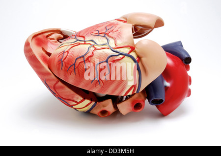 In plastica modello anatomico del cuore umano su sfondo bianco Foto Stock