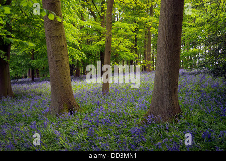 Bluebell boschi a Coton Manor giardini nel Northamptonshire Foto Stock