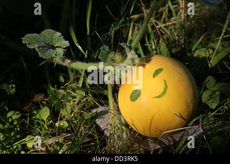 Zucca piccola con faccina sorridente Foto Stock
