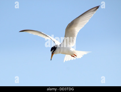 Fraticello (Sternula albifrons) in volo contro un cielo blu Foto Stock