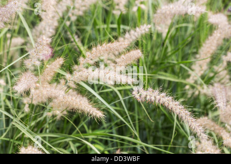 Fontana orientali erba, una sensazione tattile, soffice erba ornamentale nativa per il Pakistan Foto Stock