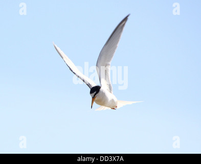 Fraticello (Sternula albifrons) in volo contro un cielo blu Foto Stock