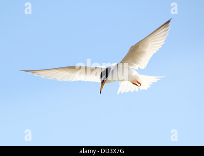 Fraticello (Sternula albifrons) in volo contro un cielo blu Foto Stock