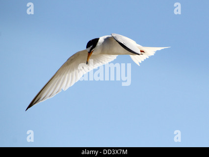 Fraticello (Sternula albifrons) in volo contro un cielo blu Foto Stock