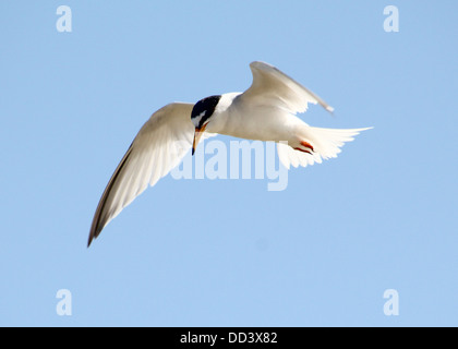 Fraticello (Sternula albifrons) in volo contro un cielo blu Foto Stock