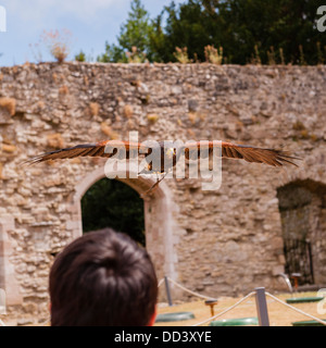 Il display di falconeria presso il National Motor Museum di Beaulieu a Beaulieu , Hampshire , Inghilterra , Inghilterra , Regno Unito Foto Stock