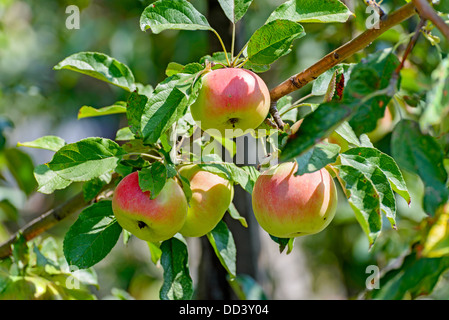 Il rosso-giallo le mele sulla struttura ad albero Foto Stock