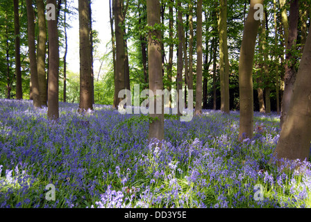 Bluebell boschi a Coton Manor giardini nel Northamptonshire Foto Stock