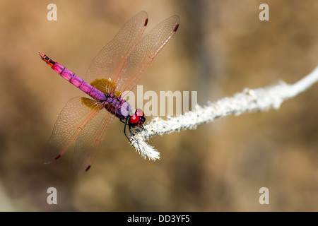 Il Violet Dropwing (Trithemis annulata) Foto Stock
