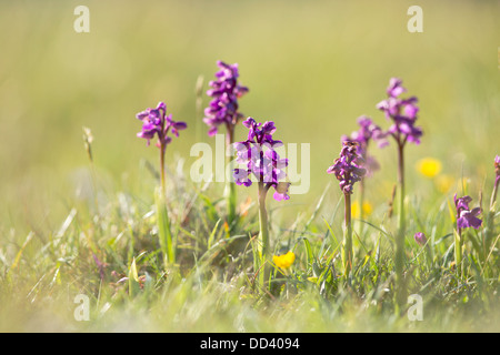 Verde Orchidea alato; Orchis morio; molla; Regno Unito Foto Stock