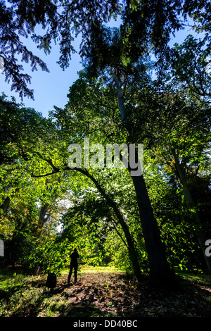 Una persona in silhouette sotto la copertura degli alberi su un soleggiato e luminoso giorno di autunno Foto Stock