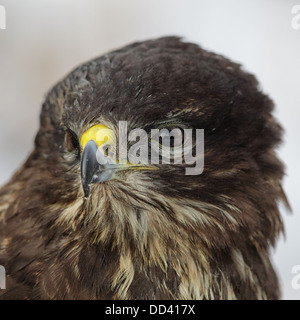 In prossimità di un comune poiana (Buteo buteo). Foto Stock