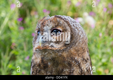 Close-up di un argento allocco (Strix aluco) che mostra la testa girata a sinistra, soft-fiore di messa a fuoco e lo sfondo di erba Foto Stock