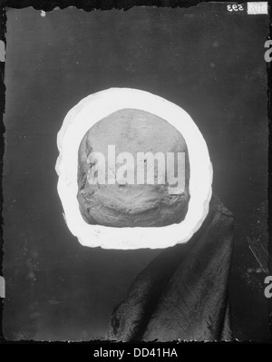 Una fotografia che mostra un cranio visto dalla parte posteriore, concentrandosi sulla complessa struttura ossea e sulle caratteristiche anatomiche, offrendo una prospettiva dettagliata sull'anatomia umana. Foto Stock