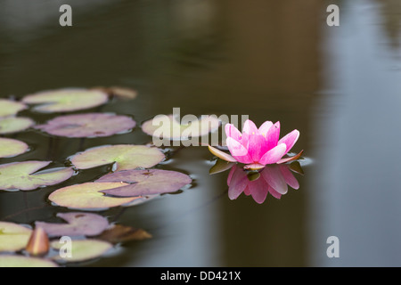 Di un bel colore rosa ninfee Laydekeri rosea, Fioritura in estate, galleggiante su un laghetto di calma con una riflessione Foto Stock