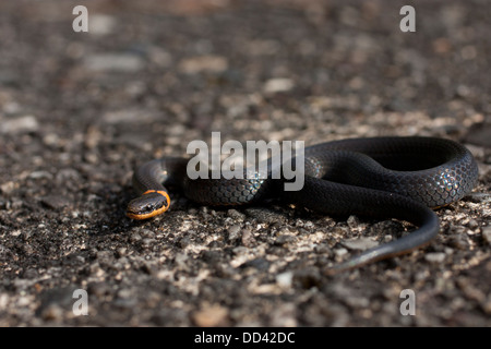 Anello meridionale collo bobina di serpente piccolo grazioso ringneck Foto Stock