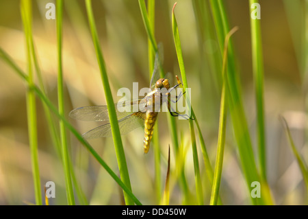 Appena emerse maschio immaturo ampia corposo Chaser dragonfly su piante da laghetto in giardino Foto Stock