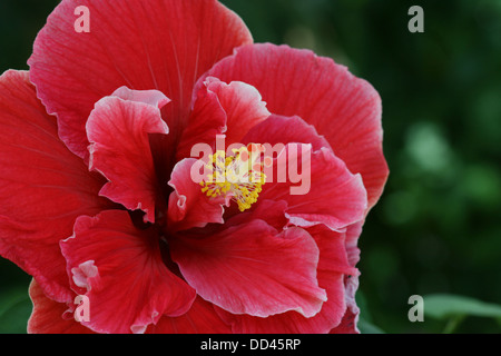 Close-up immagine di un doppio rosso fiori di ibisco Foto Stock