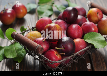 Prugne fresche nel cestello di metallo su sfondo di legno closeup Foto Stock