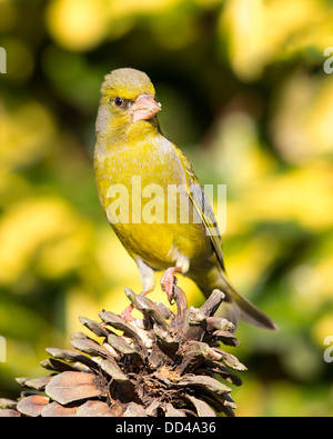 Un Europeo verdone (Chloris chloris) in piedi su un cono di abete, vista frontale, Inghilterra Foto Stock