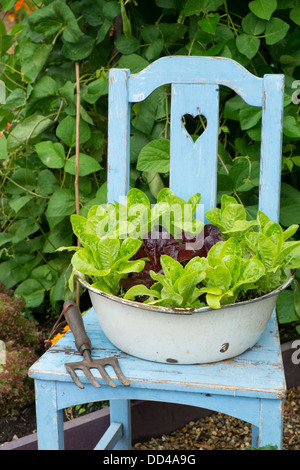 Le lattughe di crescente nella vecchia ciotola smaltata sulla sedia da giardino, lattuga varietà " piccolo gioiello perla' e 'Dazzle' Foto Stock