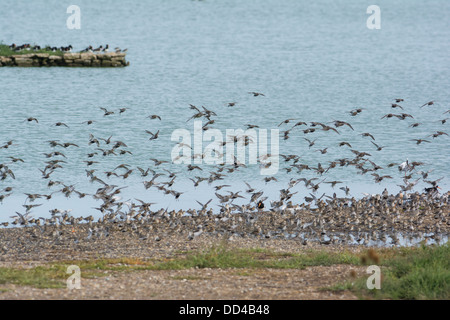 Alta Marea wader roost, inclusi nodo, (Calidris canuta ), Dunlin (Calidris alpina) Foto Stock