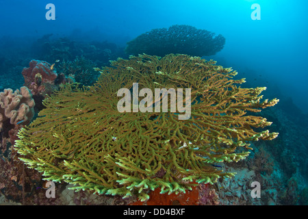 Seascape vista di una grande tabella verde corallo, Acropora sp., Raja Ampat, Indonesia. Foto Stock
