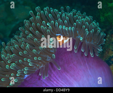 Falso Clownfish immerso nel verde viola anemone Foto Stock