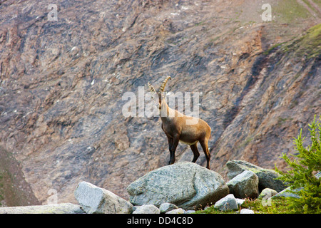 Alpine Ibex (Steinbock) su una roccia Foto Stock