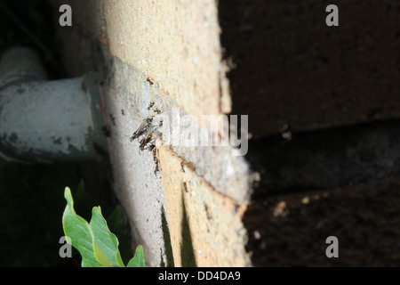 Formiche alate uscendo dal muro di mattoni Foto Stock