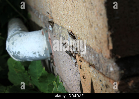 Formiche alate uscendo dal muro di mattoni Foto Stock