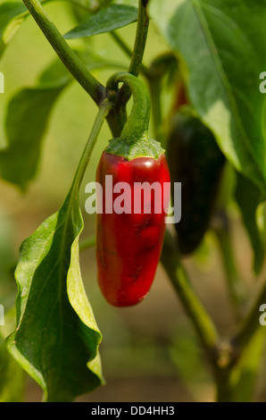 Baccelli di stagionati Rosso peperoncini jalapeno sulla pianta. Malaga, Spagna. Foto Stock