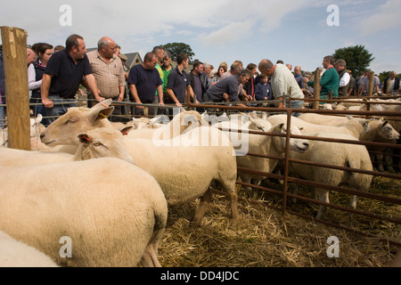 Gli acquirenti per gli ovini per asta all'antica Priddy annuale Fiera di pecora nel Somerset, Inghilterra. Foto Stock