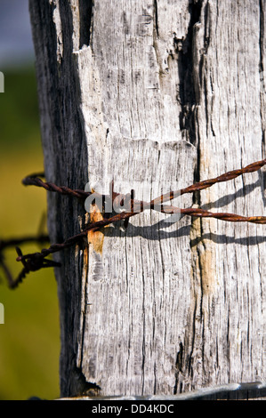 Rusty filo spinato sul palo da recinzione Foto Stock