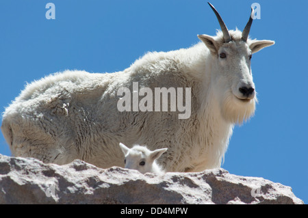 Capre di montagna sul Monte Evans vicino a Denver, Colorado, STATI UNITI D'AMERICA Foto Stock