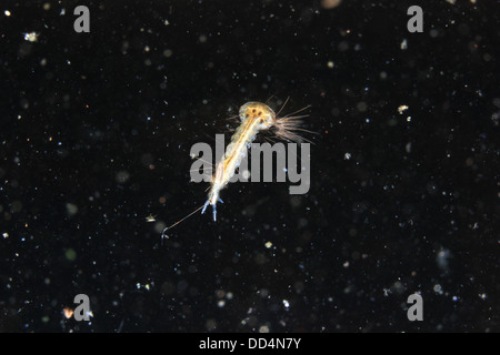 Larva di zanzara in pondwater Foto Stock