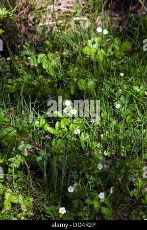 Wild Stawberry Jackson, laterizi Middlewood modo Poynton cheshire england Foto Stock